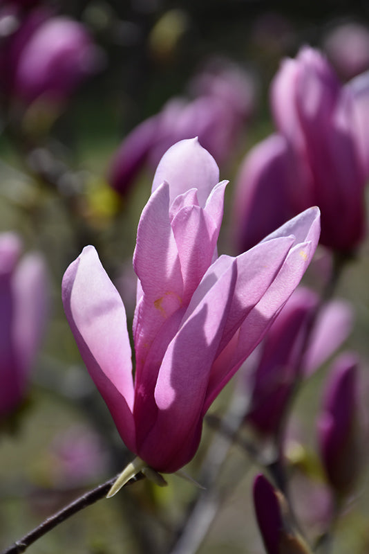 Magnolia 'Randy'
