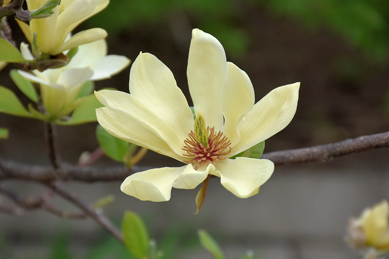 Magnolia 'Butterflies'