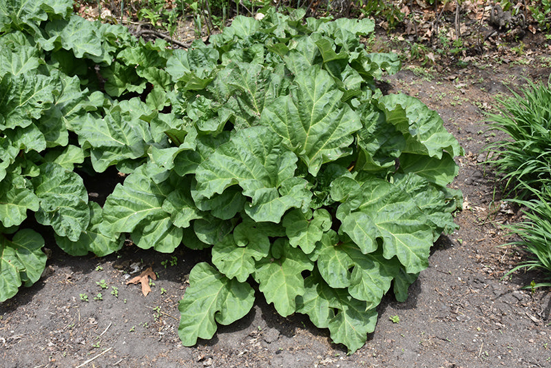 Rheum rhabarbarum 'Crimson Red'