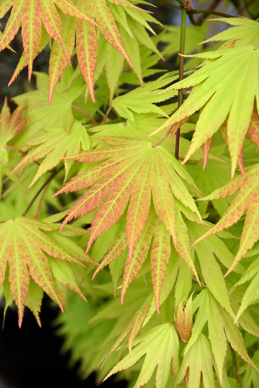 Acer Shirasawanum 'Autumn Moon'