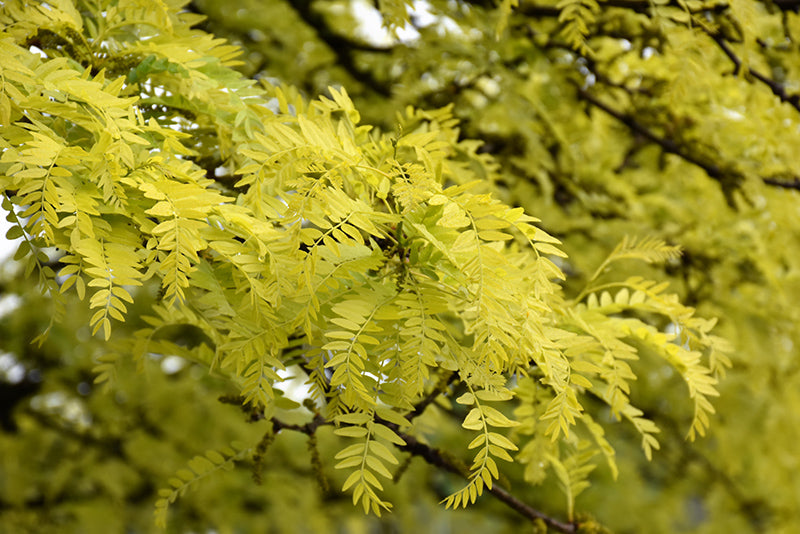 Gleditsia triacanthos 'Sunburst'