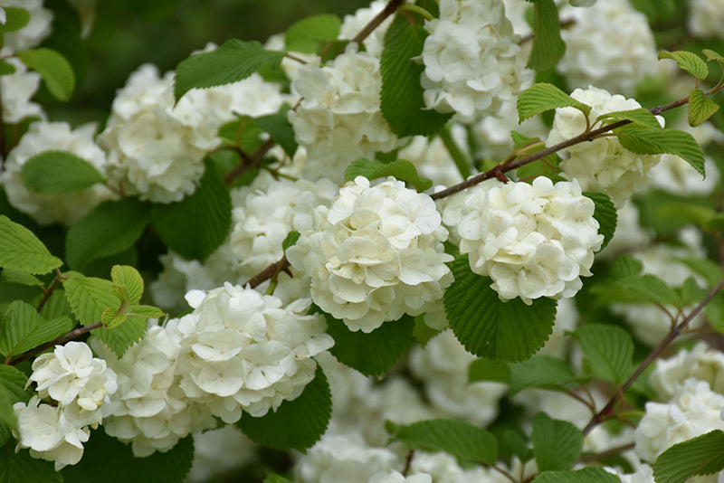 Viburnum plicatum 'Popcorn'