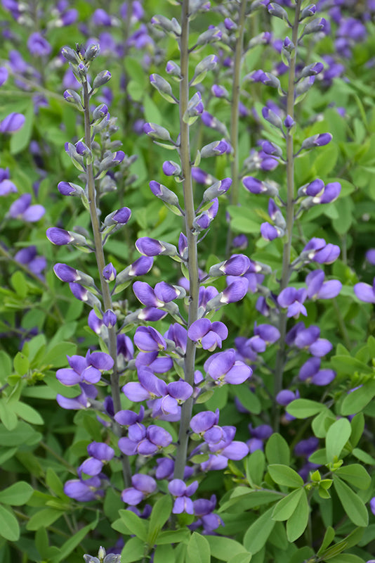 Baptisia australis