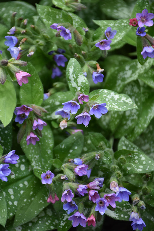 Pulmonaria 'Dark Vader'