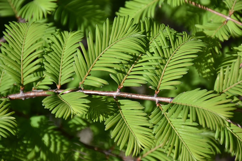 Metasequoia glyptostroboides 'Jade Prince'