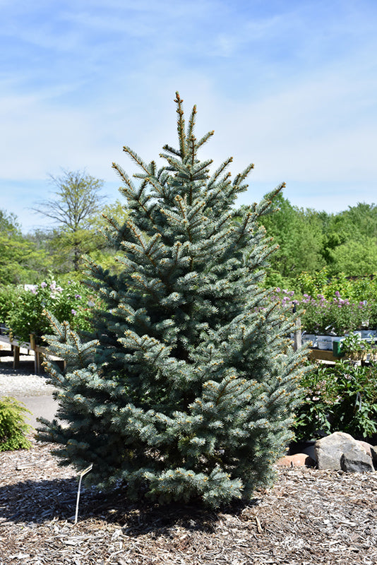 Picea pungens 'Bakeri'