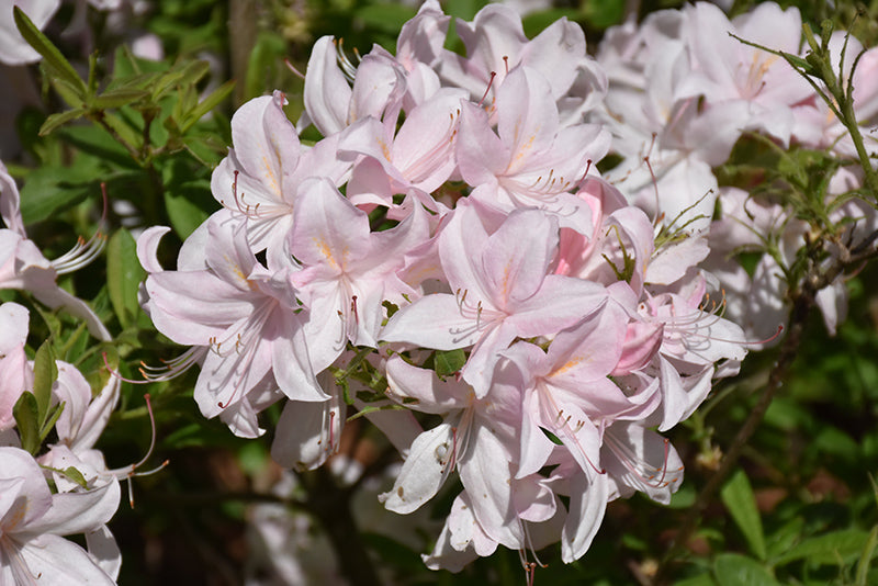 Azalea 'White Lights'
