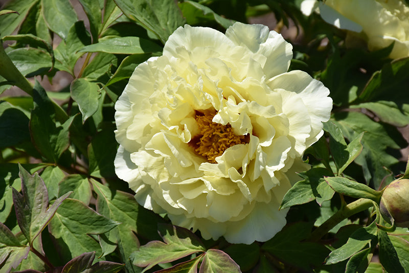 Paeonia suffruticosa 'High Noon' (Tree Peony)