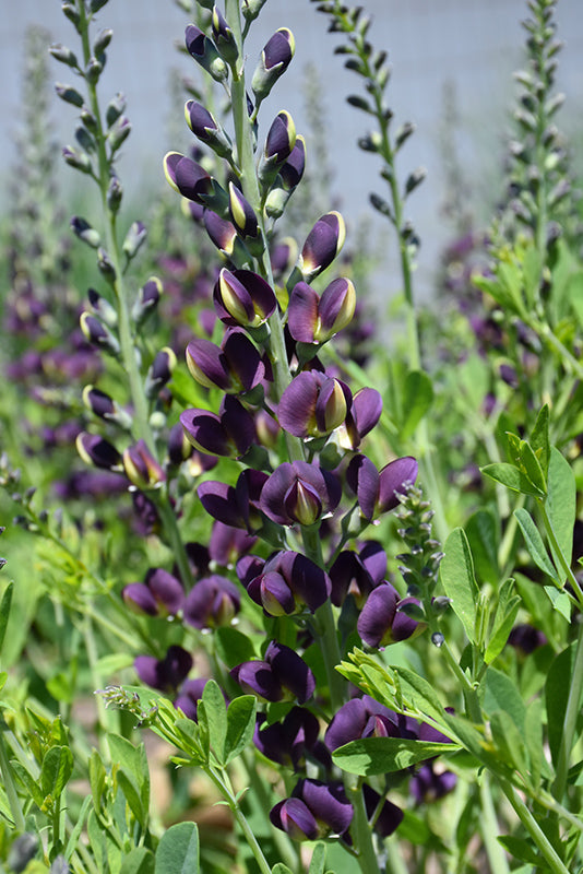 Baptisia 'Grape Taffy'