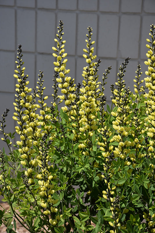 Baptisia 'American Goldfinch'