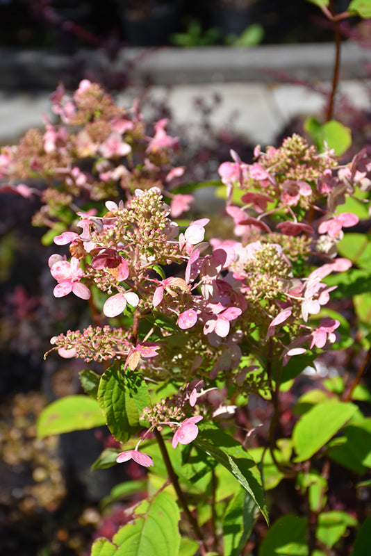 Hydrangea paniculata 'Wim's Red'