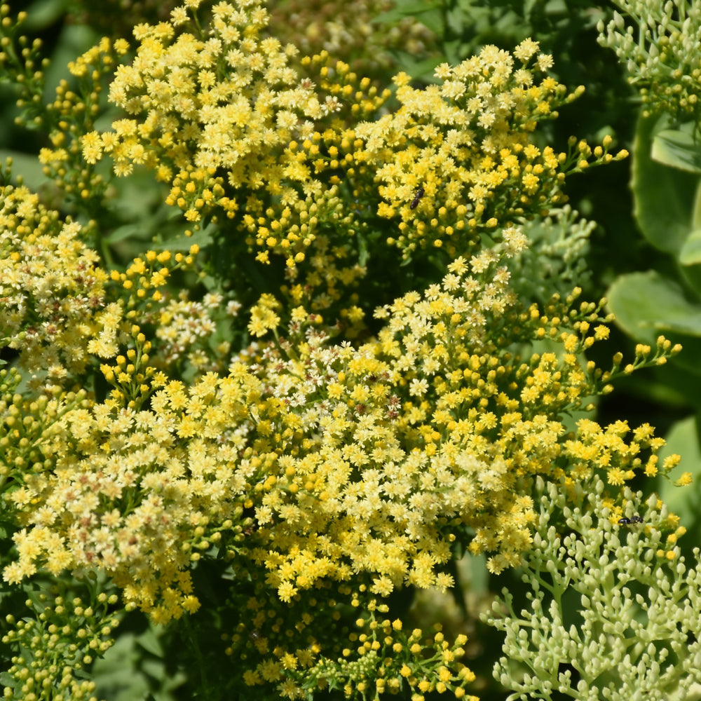 Solidago 'Little Lemon'