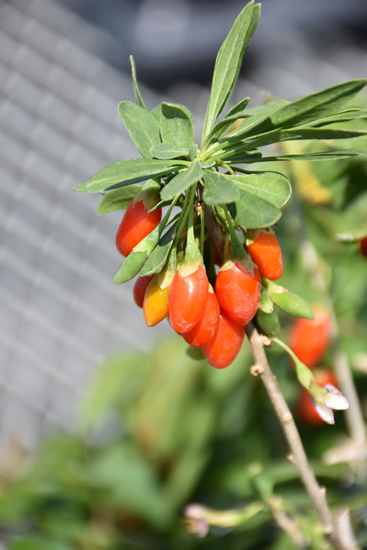 Lycium barbarum 'Firecracker'