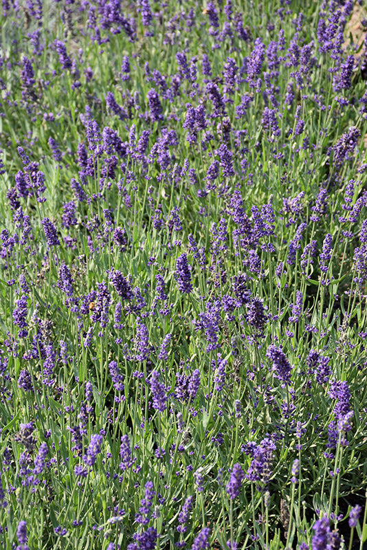 Lavandula 'Big Time Blue'