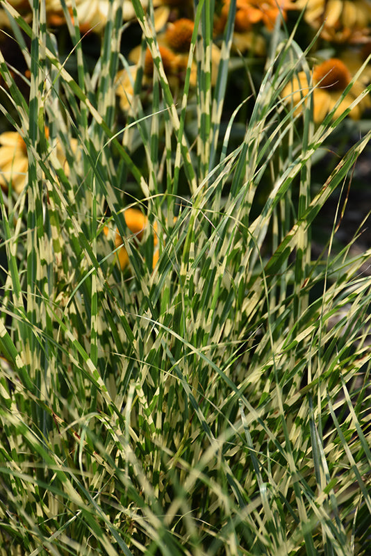 Miscanthus sinensis 'Bandwidth'