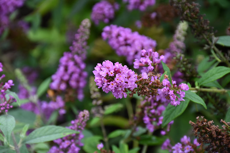 Buddleia 'Orchid Annie'
