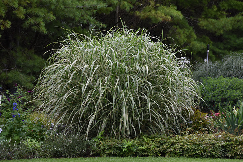 Miscanthus sinensis 'Cosmopilitan'