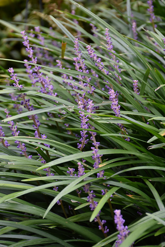 Liriope muscari 'Big Blue'