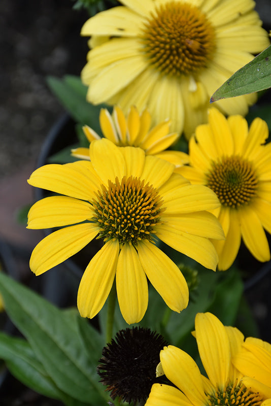 Echinacea Sombrero 'Lemon Yellow'