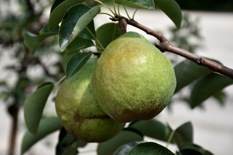 Pear - Pyrus communis 'Bartlett'