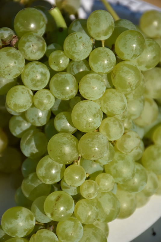 Grape- Vitis labrusca 'Himrod'