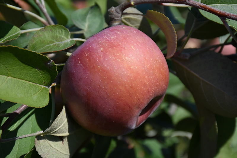 Apple - Malus 'Snowsweet'