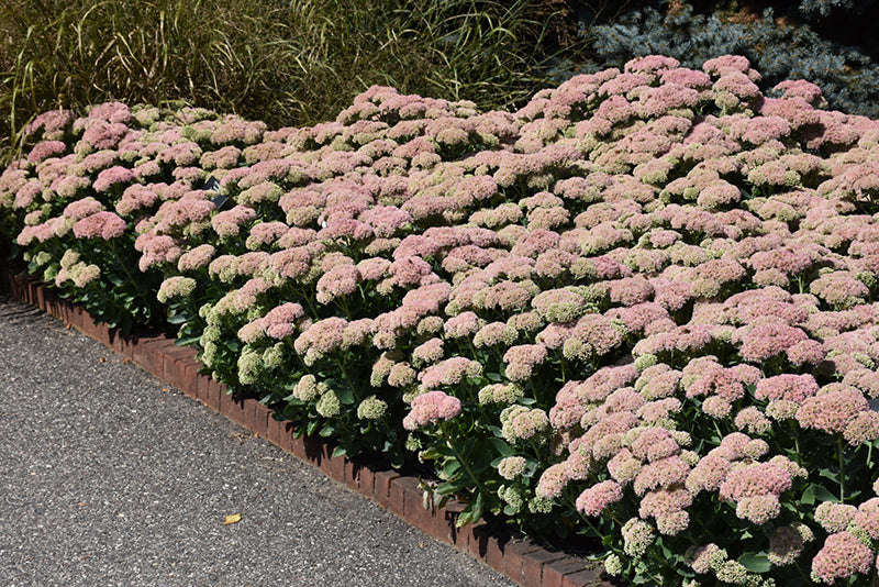 Sedum spectabile 'Autumn Joy'