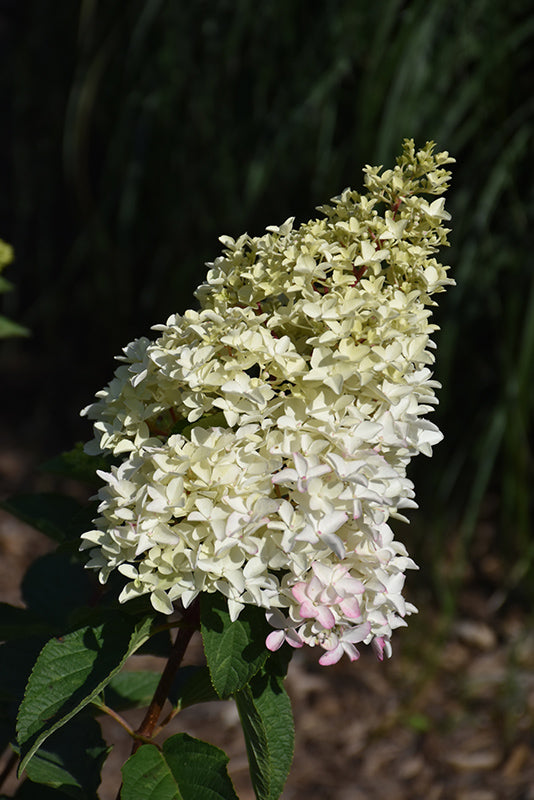 Hydrangea paniculata 'Berry White'