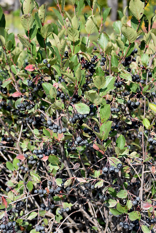 Aronia melanocarpa 'Dwarf'