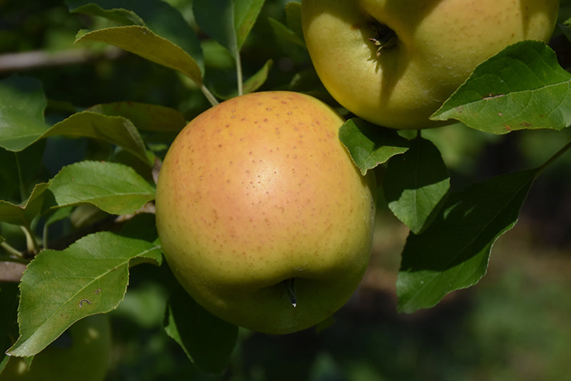 Apple - Malus 'Golden Sentinel'