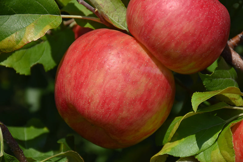 Apple - Malus 'Haralson'
