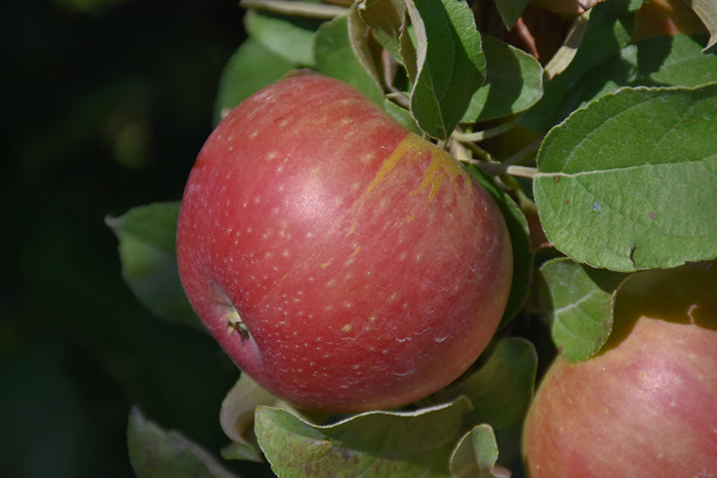Apple - Malus 'Cox Orange'