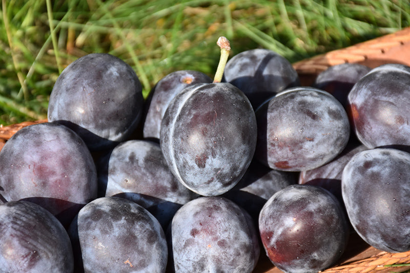 Plum - Prunus Domestica 'Italian Prune'