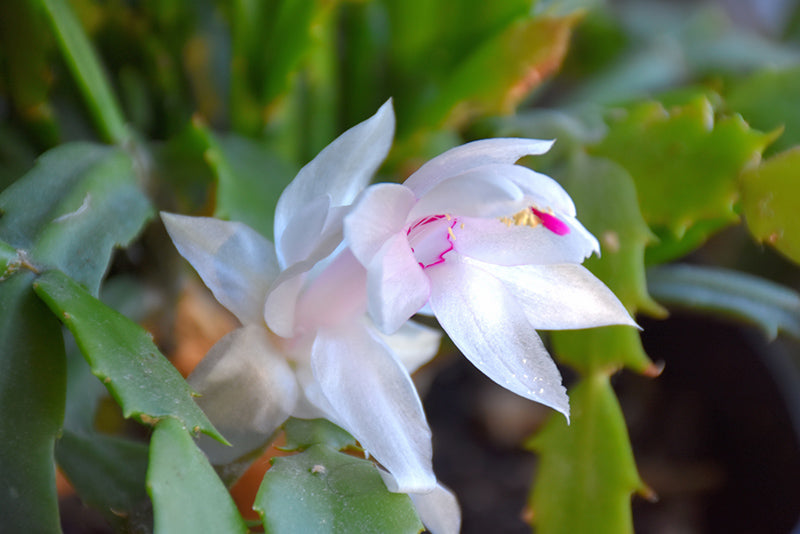 Schlumbergera -Zygo Cactus