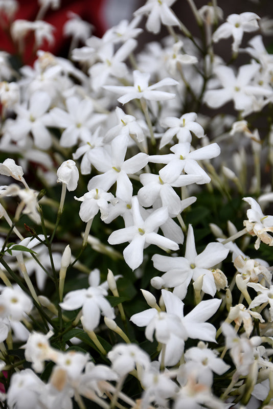 Jasminum officinale