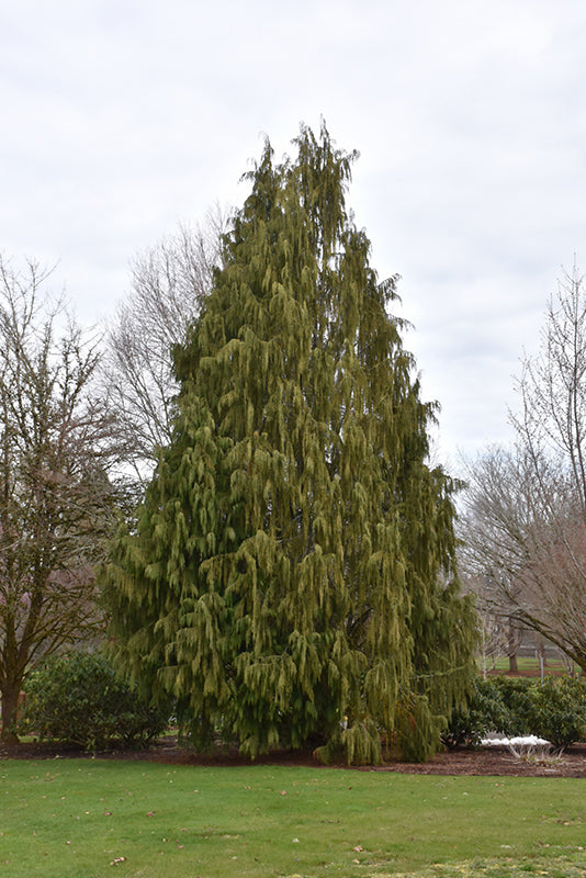 Chamaecyparis nootkatensis 'Pendula'