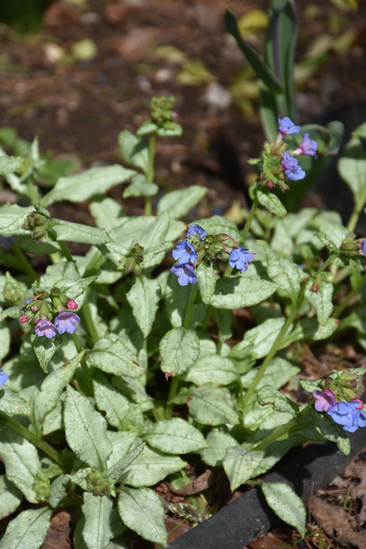 Pulmonaria 'Moonshine'