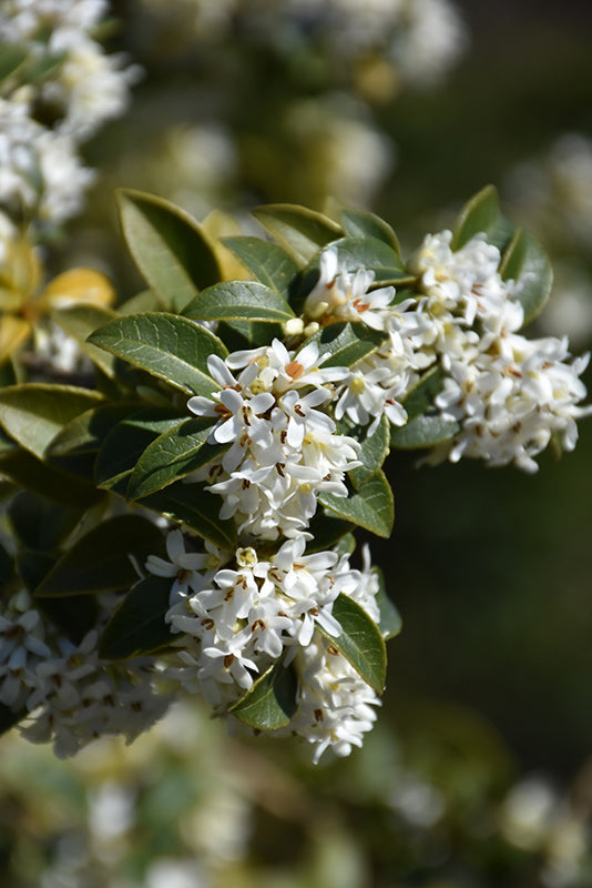 Osmanthus x burkwoodii