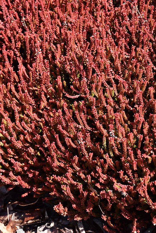 Calluna vulgaris 'Firefly'