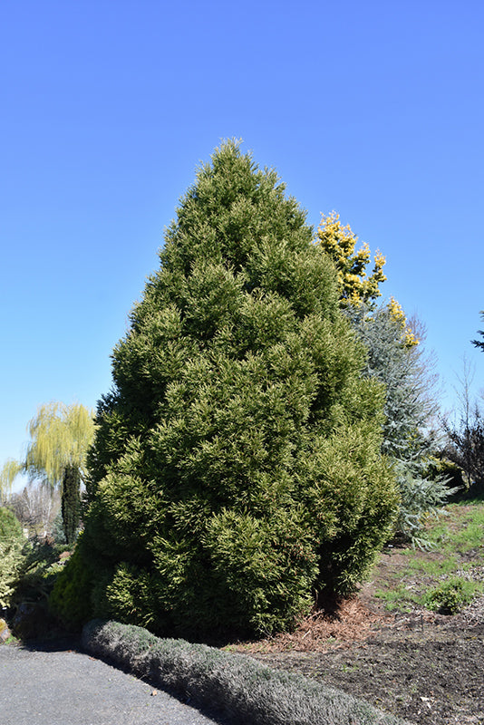 Cryptomeria japonica 'Spiralis'