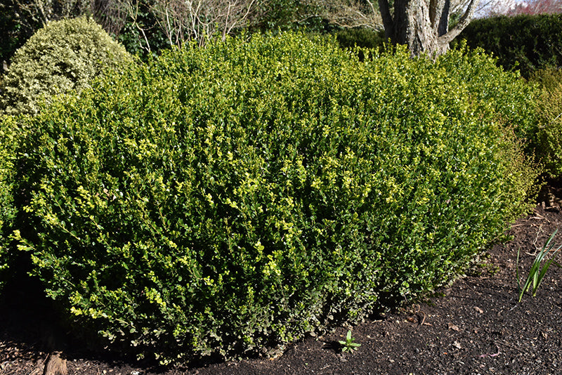 Buxus microphylla 'Green Beauty'