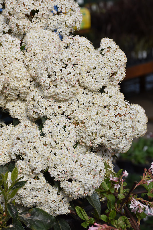 Viburnum tinus 'Spring Bouquet
