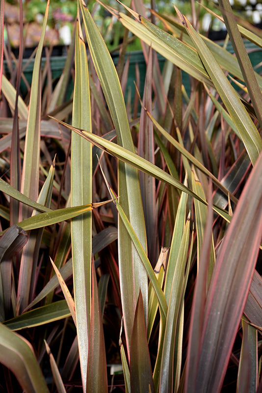 Phormium tenax 'Sundowner'