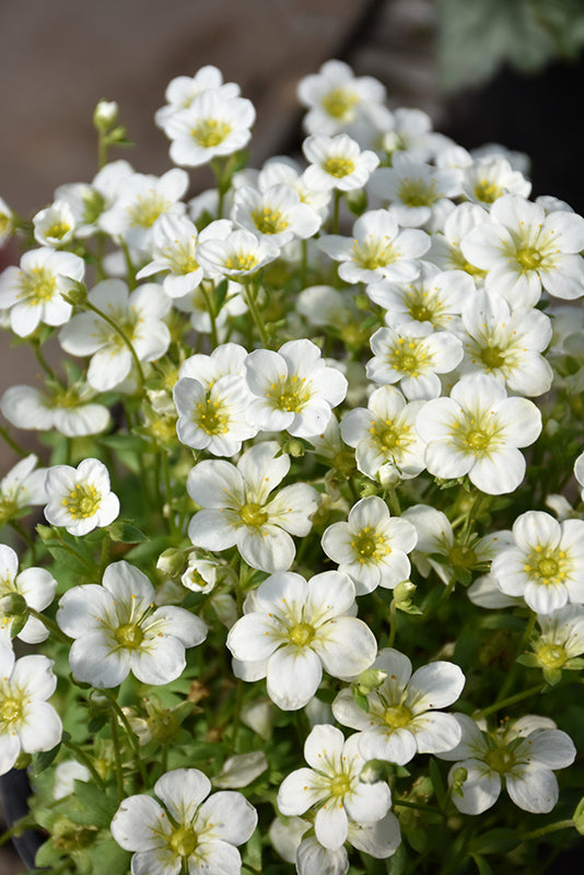 Saxifraga x arendsii 'Touran Large White'