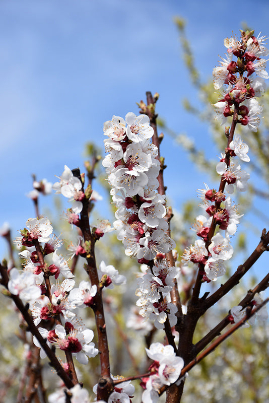 Apricot - Prunus armeniaca 'Tilton'