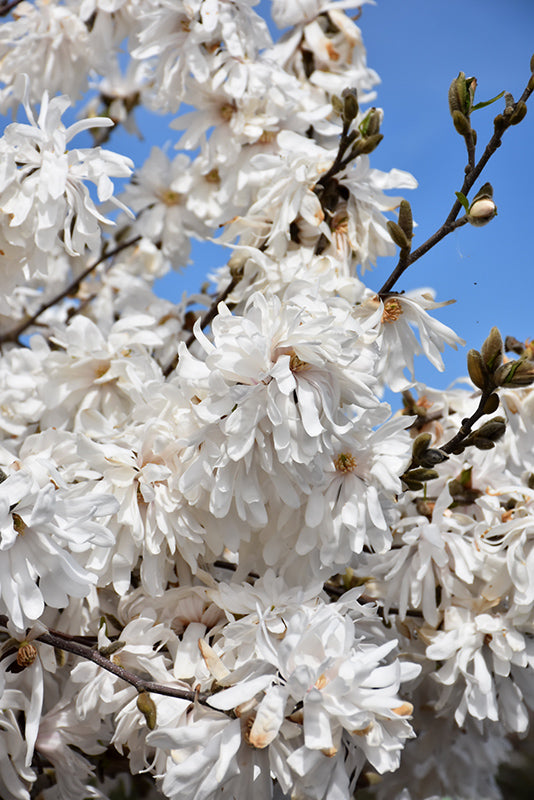 Magnolia stellata 'Royal Star'