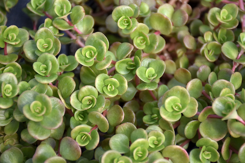 Sedum tetractinum 'Coral Reef'