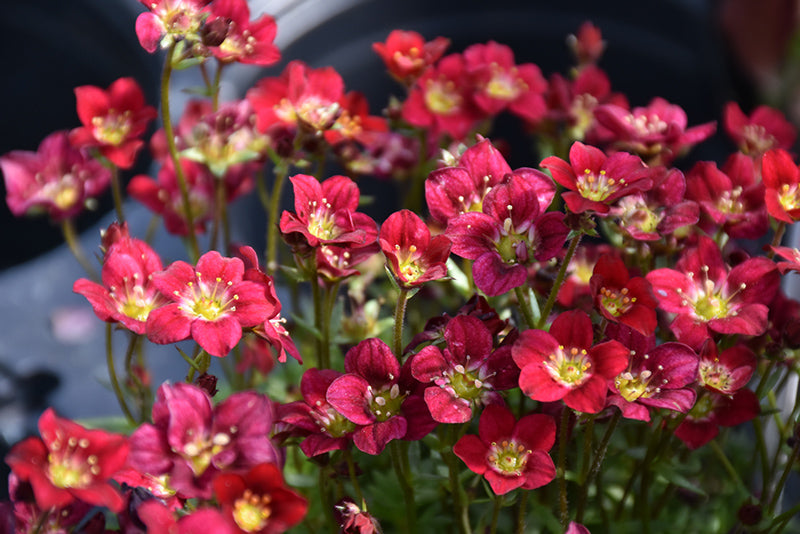 Saxifraga x arendsii 'Touran Deep Red'