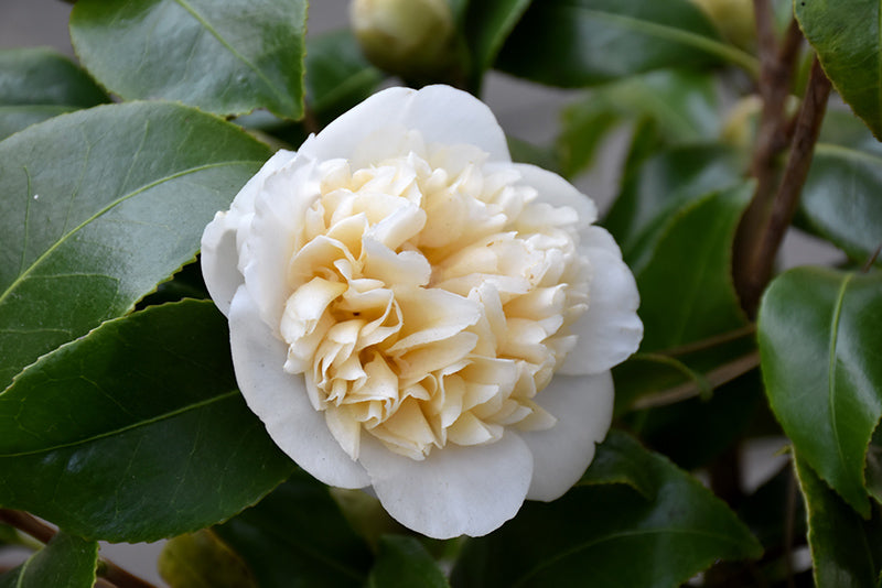 Camellia japonica 'Jury's Yellow'