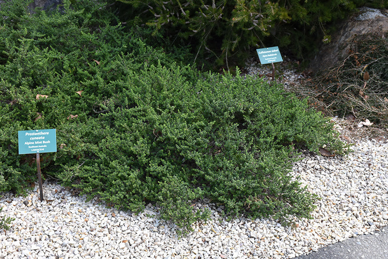 Prostanthera cuneata